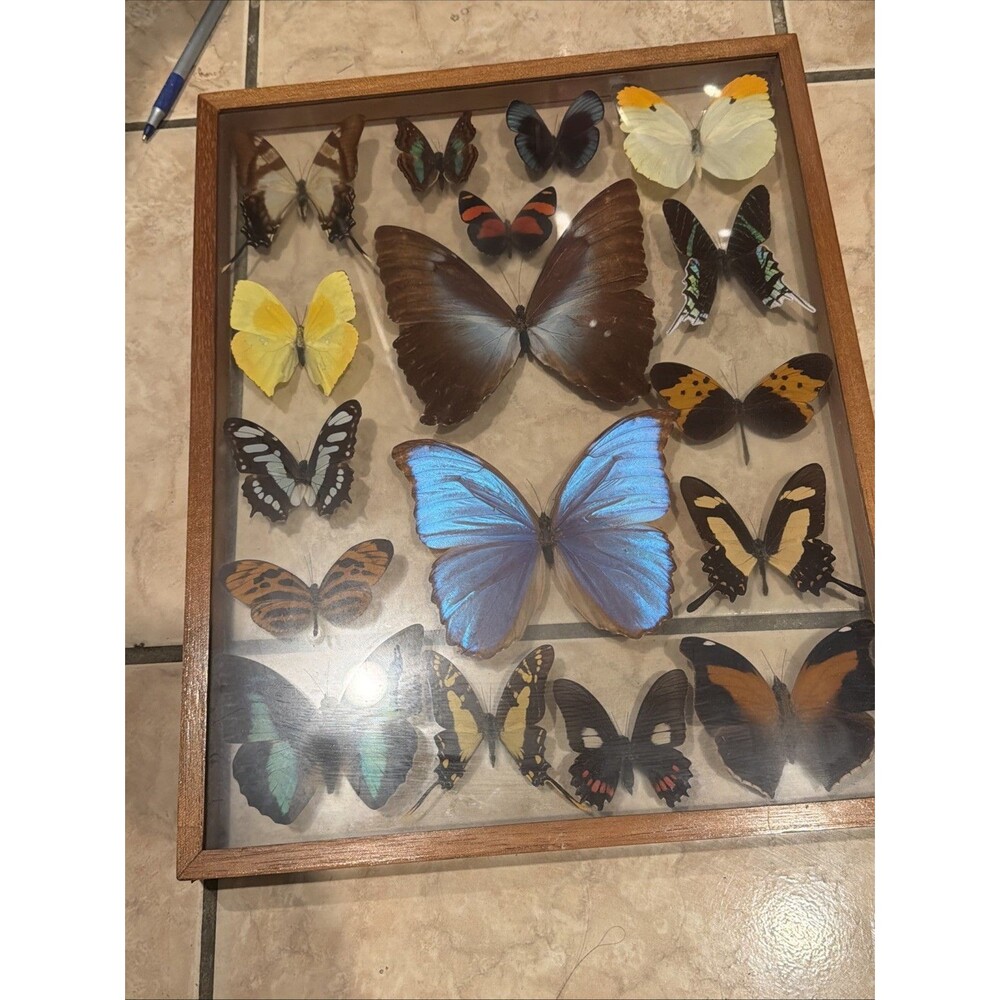 Vintage Butterfly Taxidermy Display In Square Frame 17 double Glass Frame 13x 16